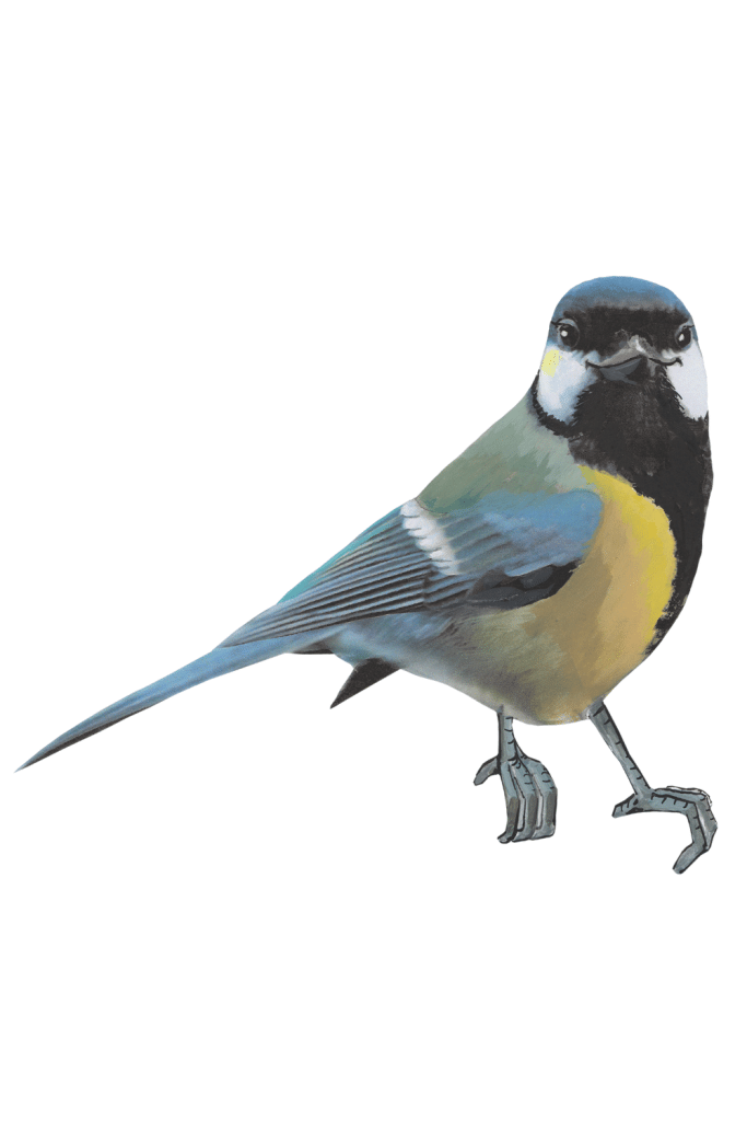 Sticky Tales - Muursticker Vogel Kiki de Koolmees