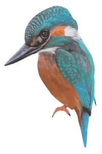 Sticky Tales – Muursticker IJsvogel Bella