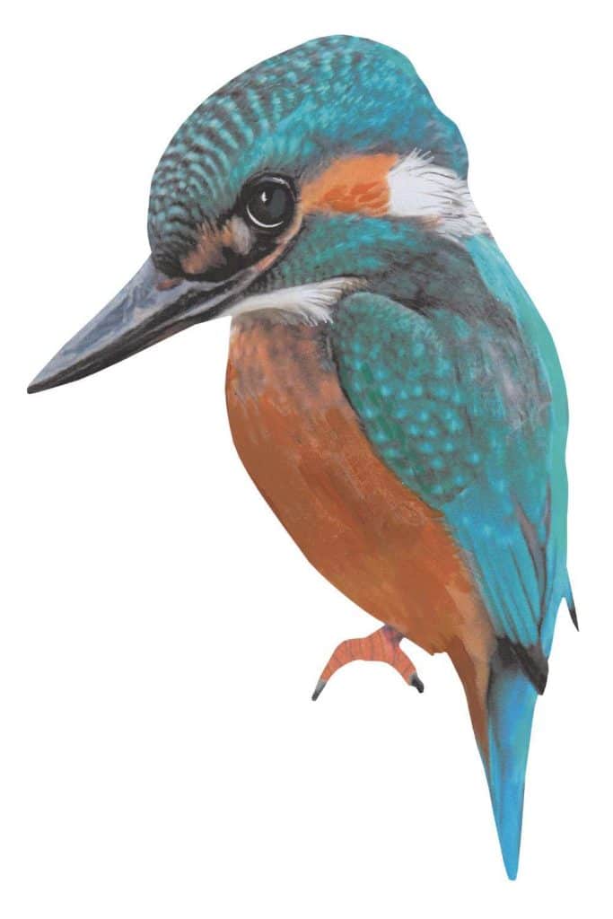 Sticky Tales - Muursticker IJsvogel Bella